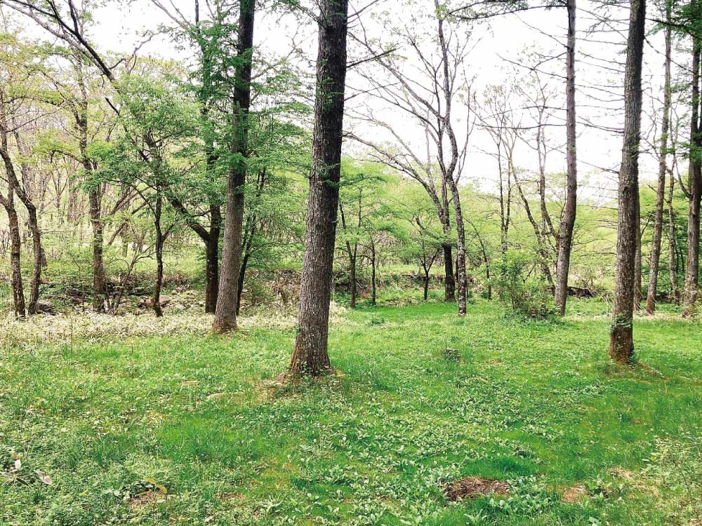 forestC