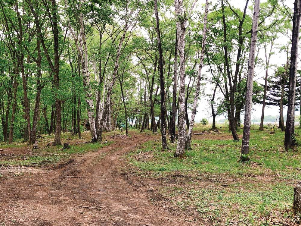 forestB