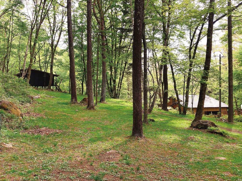 forestA