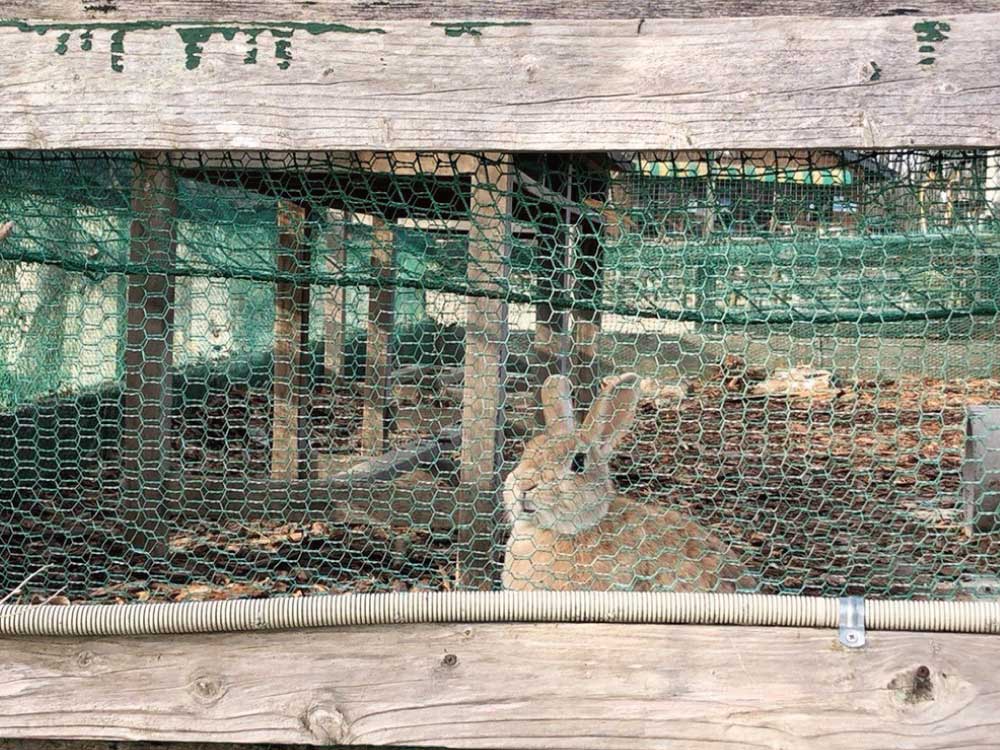うさぎ