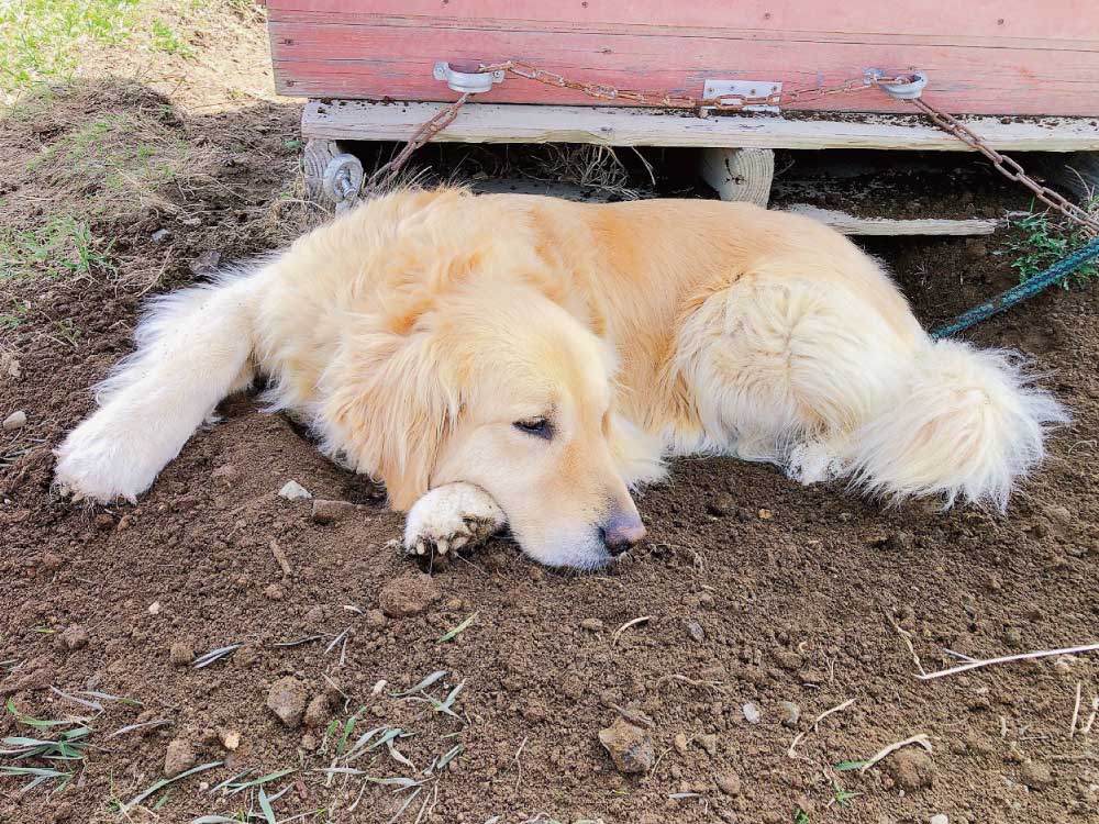 犬