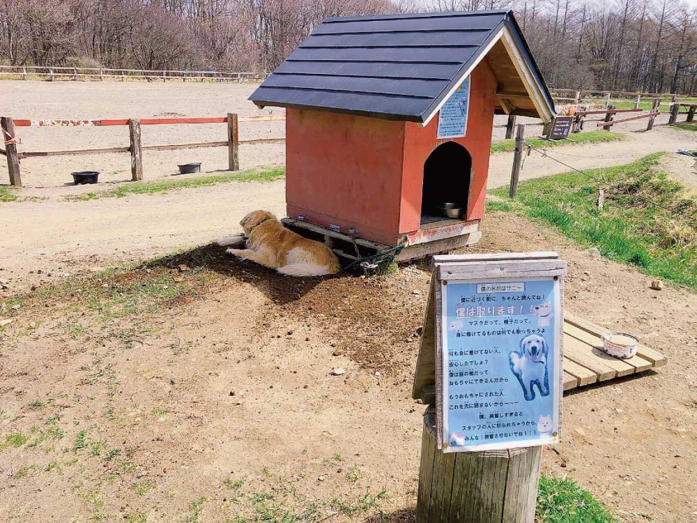 犬