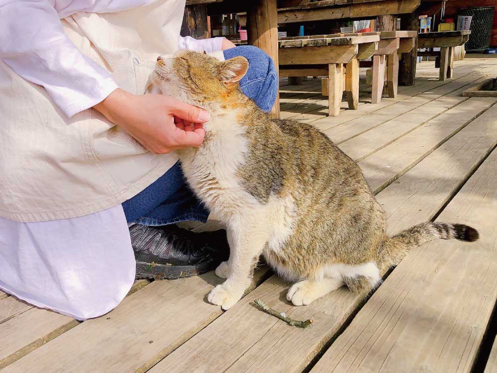 ネコ