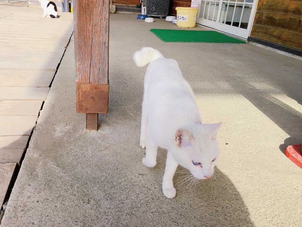 ネコ