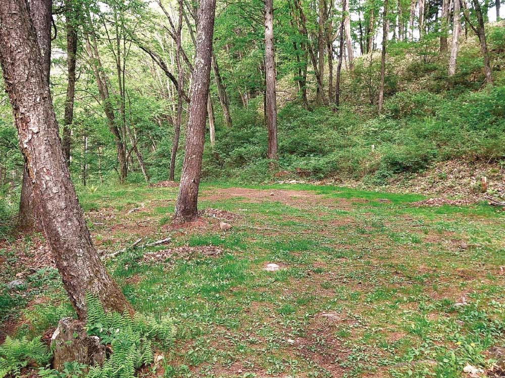 ForestA