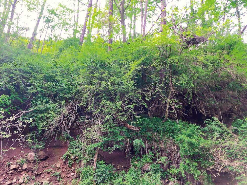 倒木の危険性あり