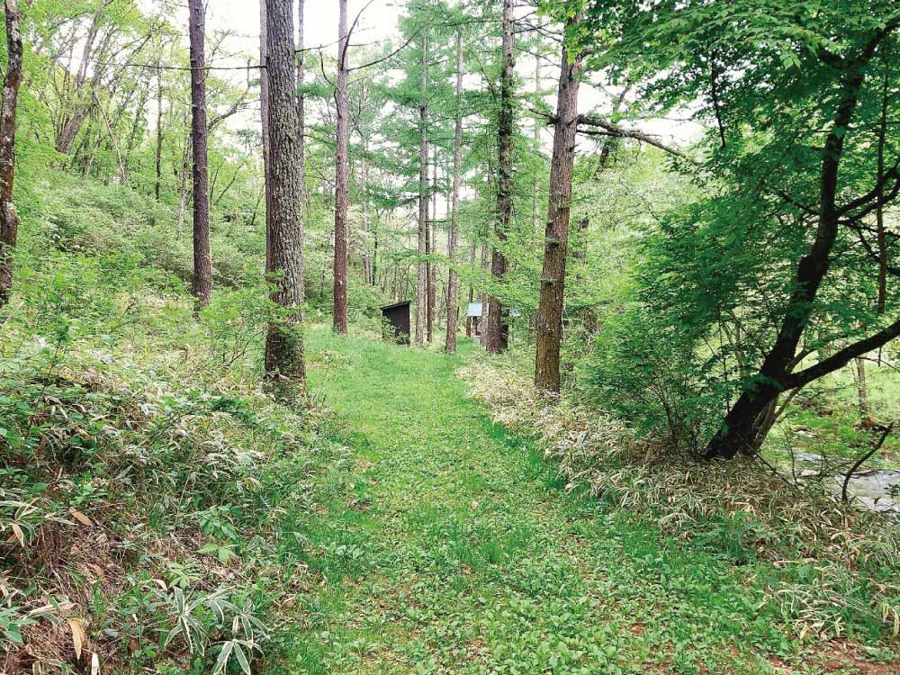 ForestC